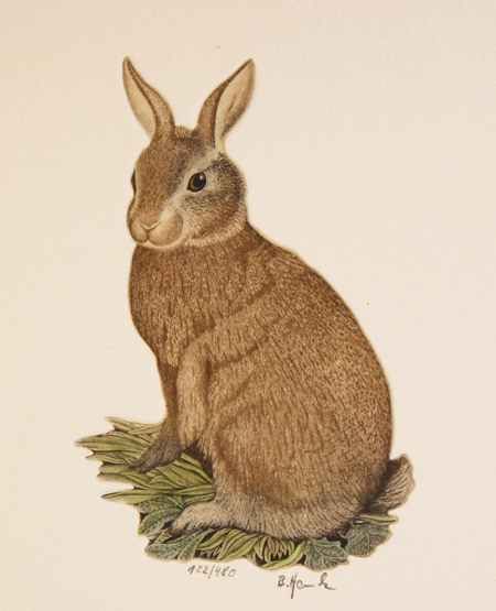 Engraving, Hand coloured restrike engraving, Rabbit, click to enlarge