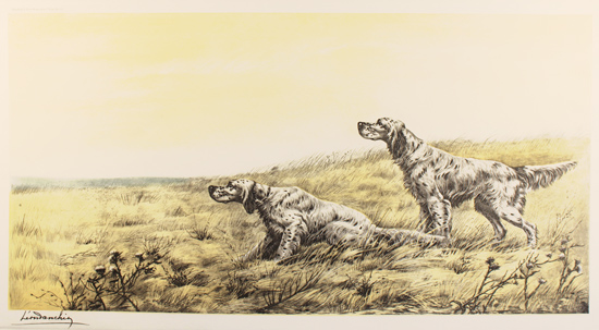 Engraving, Hand coloured restrike engraving, English Setters in Field