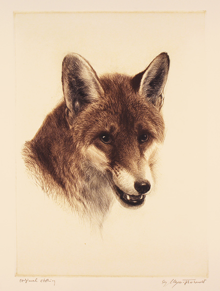 Engraving, Hand coloured restrike engraving, Fox