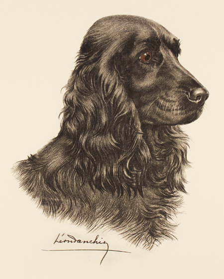 Engraving, Hand coloured restrike engraving, Black Cocker Spaniel 