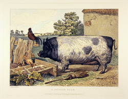 Engraving, Hand coloured restrike engraving, British Boar Large image. Click to enlarge