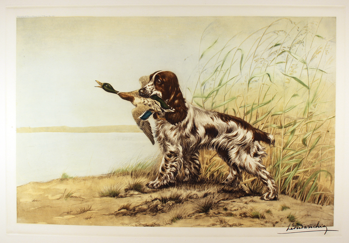 Engraving, Hand coloured restrike engraving, Cocker Spaniel and Duck. Click to enlarge