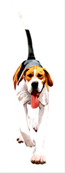 Large image, click to enlarge