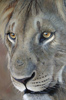 Large image, click to enlarge