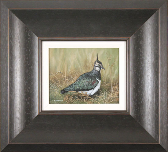 Carl Whitfield, Original oil painting on panel, Lapwing 