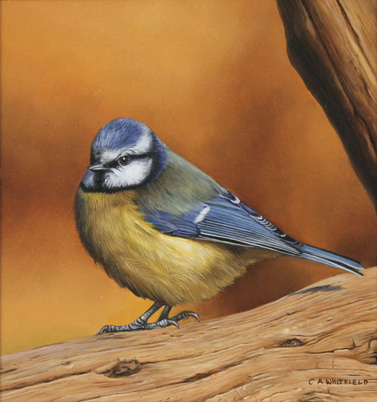 Carl Whitfield, Original oil painting on panel, Blue Tit Without frame image. Click to enlarge