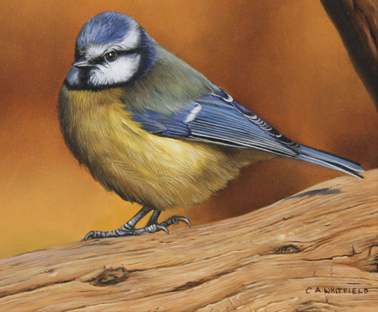Carl Whitfield, Original oil painting on panel, Blue Tit Signature image. Click to enlarge