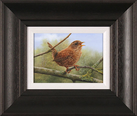 Carl Whitfield, Original oil painting on panel, Wren , click to enlarge