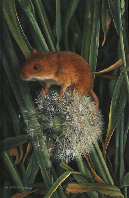 Carl Whitfield, Original oil painting on panel, Field Mouse Without frame image. Click to enlarge
