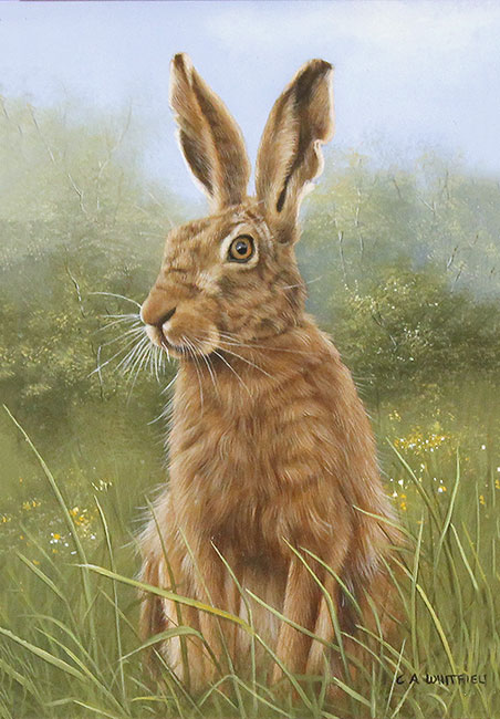 Carl Whitfield, Original oil painting on panel, Hare Without frame image. Click to enlarge