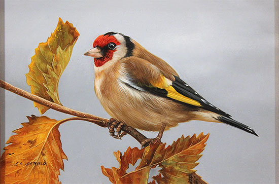 Carl Whitfield, Original oil painting on panel, Goldfinch Without frame image. Click to enlarge