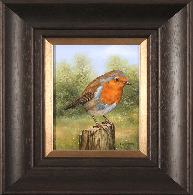Carl Whitfield, Original oil painting on panel, Robin, click to enlarge