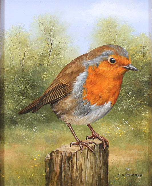 Carl Whitfield, Original oil painting on panel, Robin Without frame image. Click to enlarge