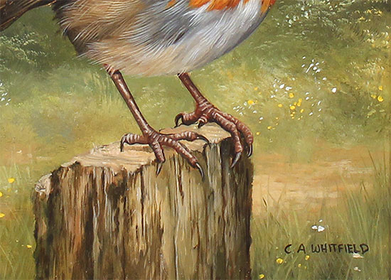 Carl Whitfield, Original oil painting on panel, Robin Signature image. Click to enlarge