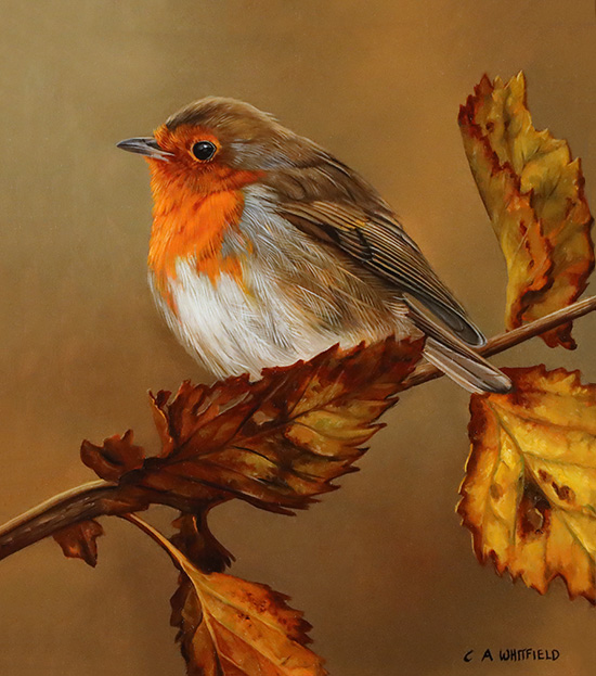 Carl Whitfield, Original oil painting on panel, Robin 