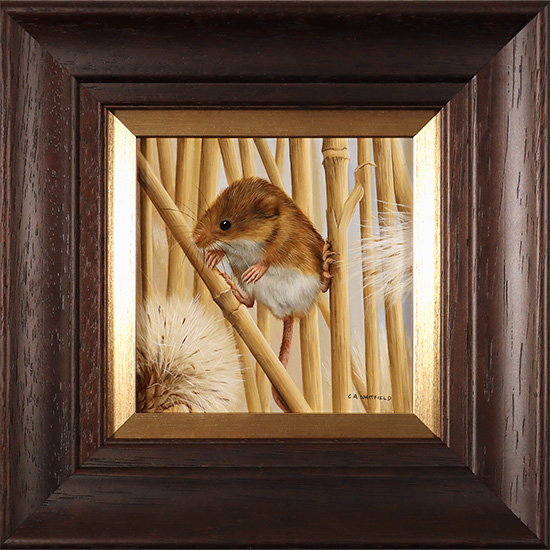 Carl Whitfield, Original oil painting on panel, Harvest Mouse, click to enlarge