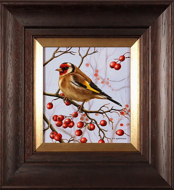 Carl Whitfield, Original oil painting on panel, Goldfinch 