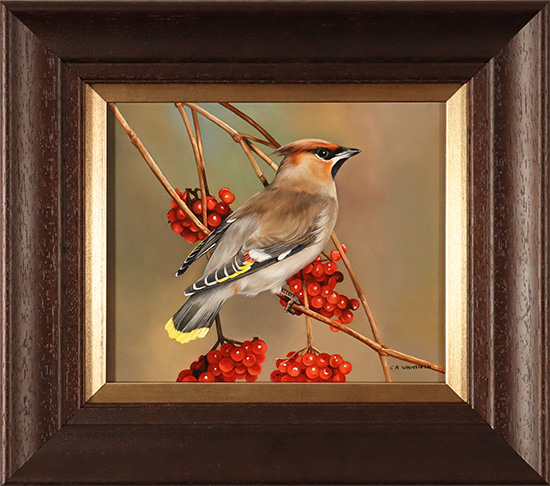 Carl Whitfield, Original oil painting on panel, Waxwing, click to enlarge