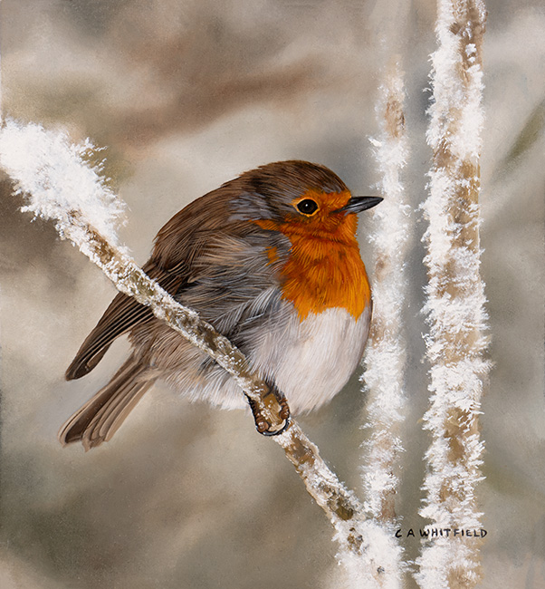 Carl Whitfield, Original oil painting on panel, Winter Robin