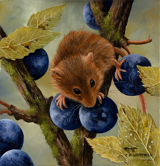 Carl Whitfield, Original oil painting on panel, Mouse with Berries
