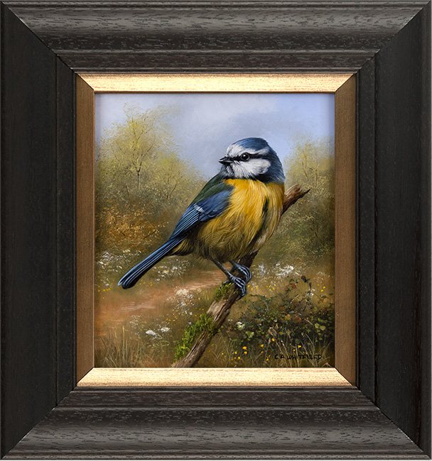 Carl Whitfield, Original oil painting on panel, Blue Tit, click to enlarge