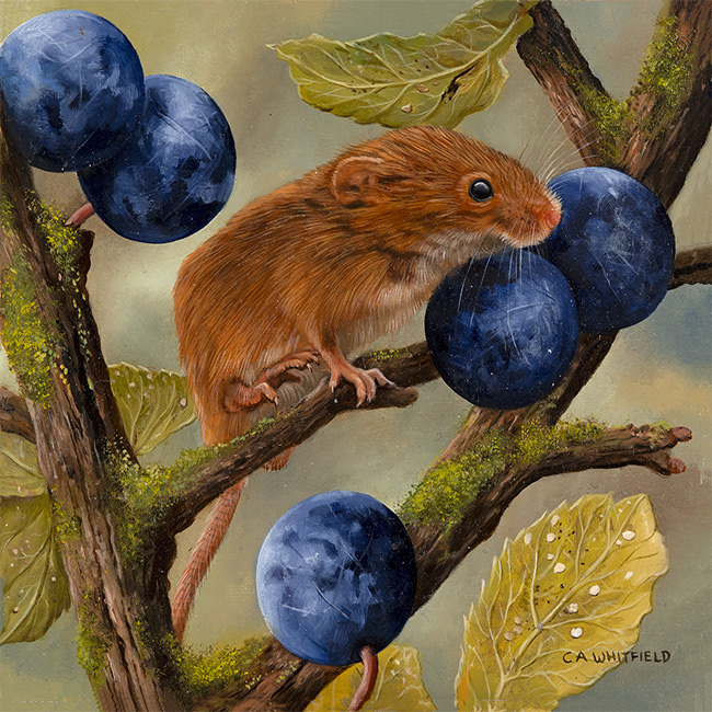 Carl Whitfield, Original oil painting on panel, Mouse with Berries