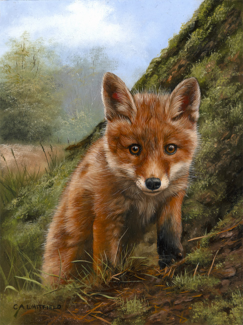 Carl Whitfield, Original oil painting on panel, Fox Cub