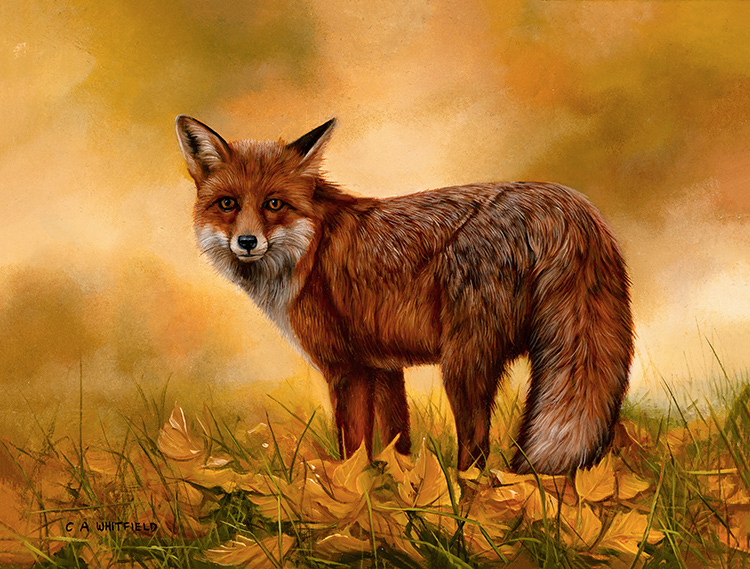 Carl Whitfield, Original oil painting on panel, Fox in Autumn, click to enlarge