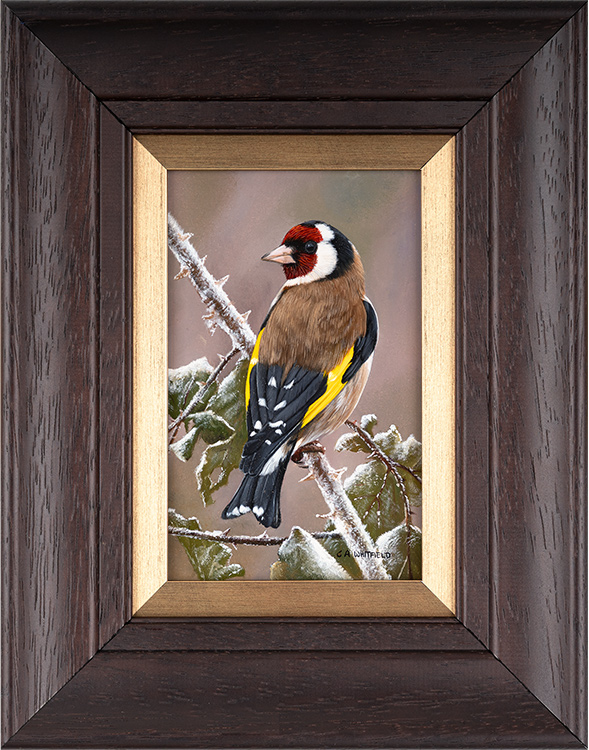 Carl Whitfield, Original oil painting on panel, Goldfinch, click to enlarge