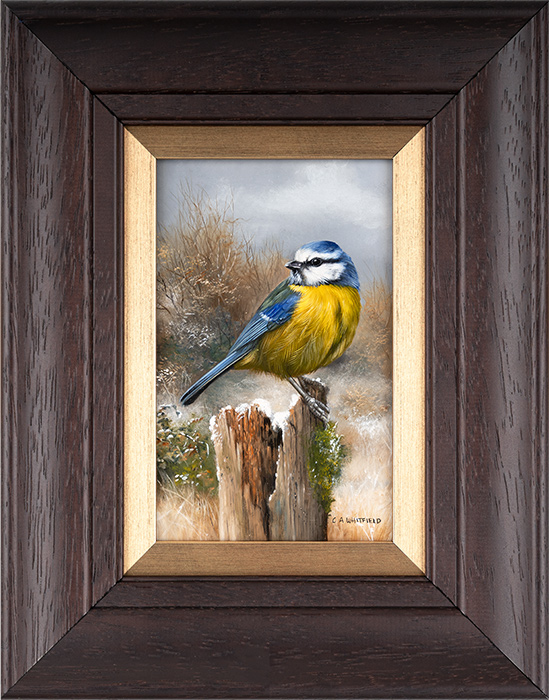 Carl Whitfield, Original oil painting on panel, Blue Tit, click to enlarge