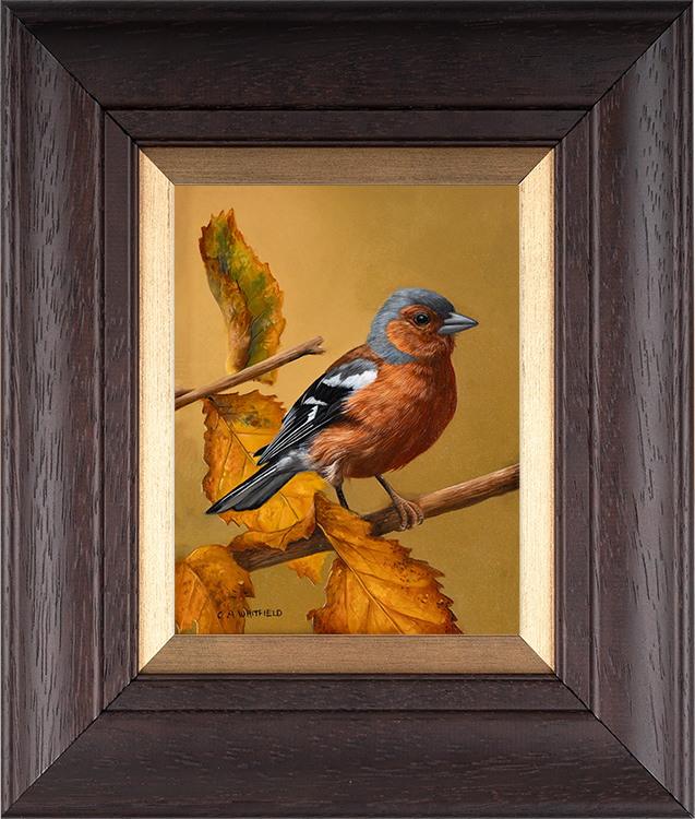 Carl Whitfield, Original oil painting on panel, Chaffinch, click to enlarge