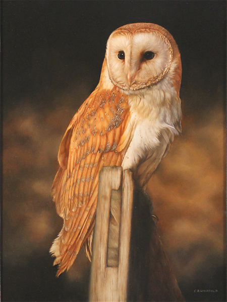 Carl Whitfield, Original oil painting on panel, Barn Owl Without frame image. Click to enlarge
