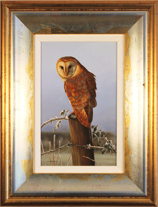 Carl Whitfield, Original oil painting on panel, Barn Owl