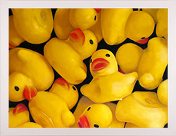 Ian Rawling, Pastel, Rubber Ducks