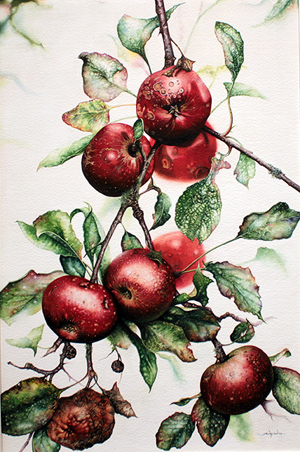 Jerry Walton, Watercolour, Blemished Reds Without frame image. Click to enlarge