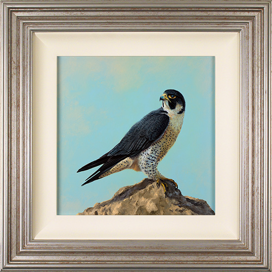 Natalie Stutely, Original oil painting on panel, Peregrine Falcon 