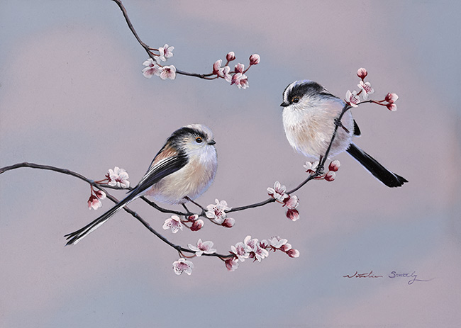 Natalie Stutely, Original oil painting on panel, Long-tailed Tits on Wild Cherry Blossom, click to enlarge