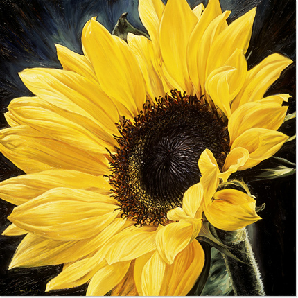 Neill Jenkins, Original oil painting on canvas, Columbia Road Sunflower