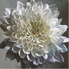 Neill Jenkins, Original oil painting on canvas, 'White Chrysanthemum' Large image. Click to enlarge