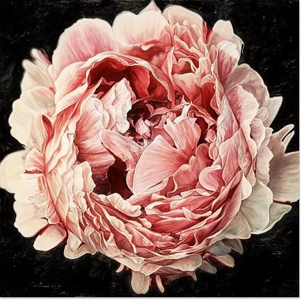 Neill Jenkins, Original oil painting on canvas, Pink Peony 2