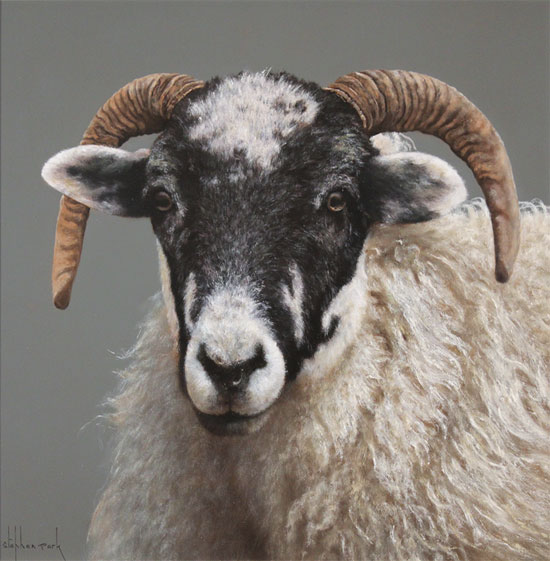 Stephen Park, Original oil painting on panel, Ewe Without frame image. Click to enlarge