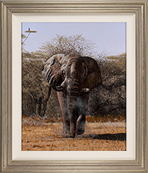 Stephen Park, Original oil painting on panel, Bull Elephant