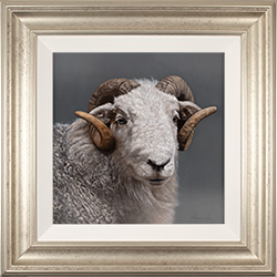 Stephen Park, Original oil painting on panel, Swaledale Ram