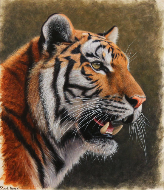 Stuart Herod, Original oil painting on panel, Tiger Without frame image. Click to enlarge