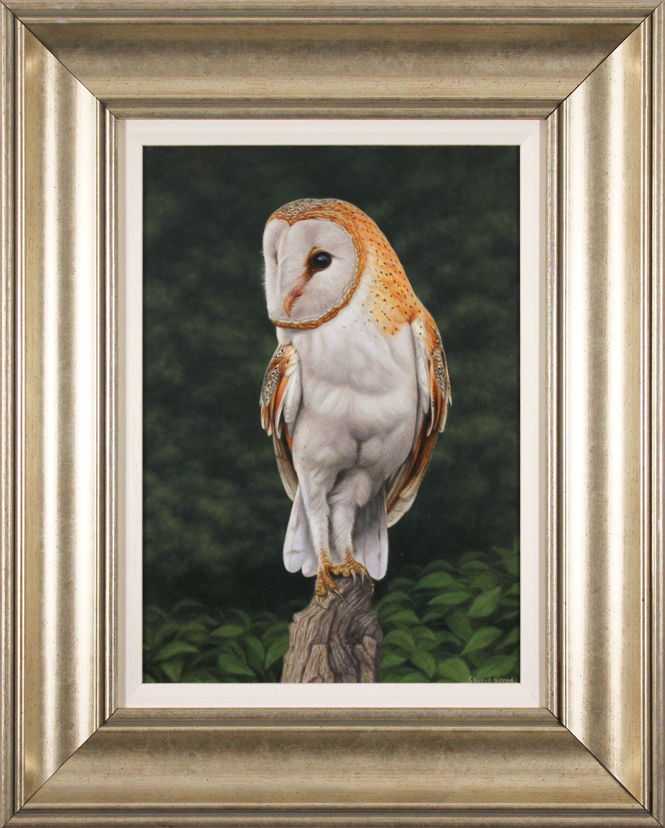 Stuart Herod, Original oil painting on panel, Barn Owl. Click to enlarge
