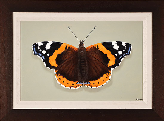 Stuart Herod, Original oil painting on panel, Red Admiral