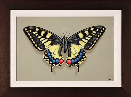 Stuart Herod, Original oil painting on panel, Swallowtail