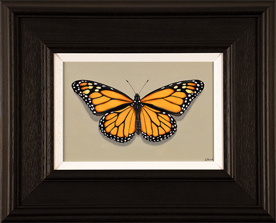 Stuart Herod, Original oil painting on panel, Monarch