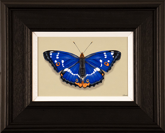 Stuart Herod, Original oil painting on panel, Purple Emperor