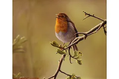 No frame image, click to enlarge